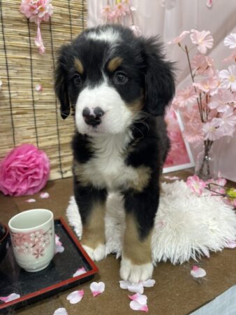 バーニーズ・マウンテン・ドッグ