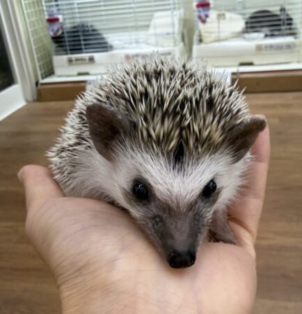 ヨツユビハリネズミ