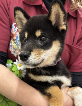 柴犬