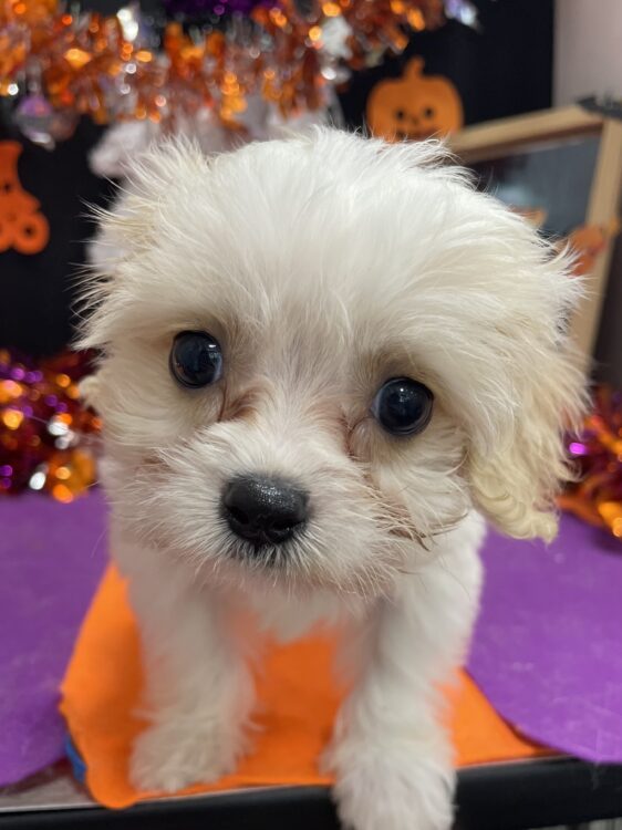 愛犬サンプル写真 撮影サンプル20250713 | ふぉとさいく 410319.studio