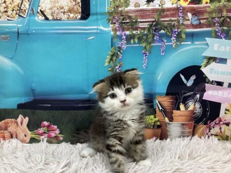 スコティッシュフォールド