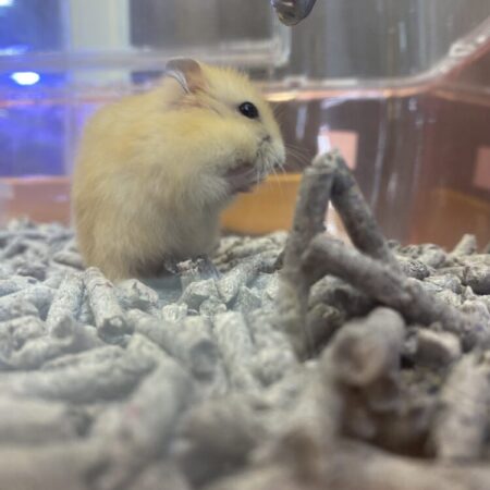 ジャンガリアンハムスター