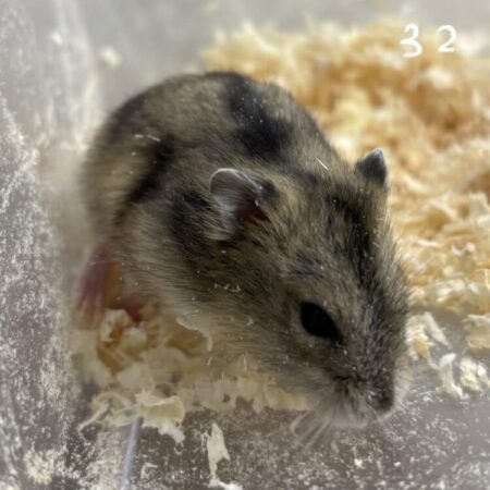 グレージャンガリアン