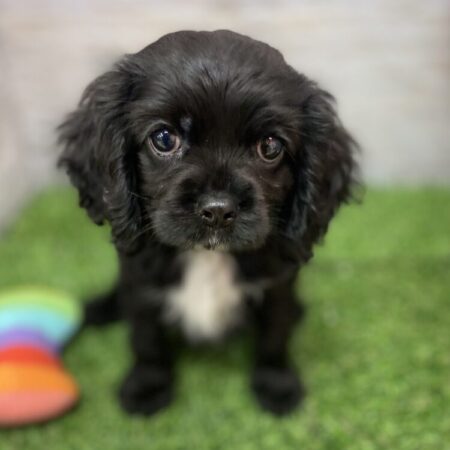 MIX(父)キャバリアキングチャールズスパニエル×(母)アメリカンコッカースパニエル