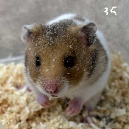 ゴールデンハムスター