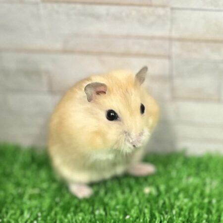イエロージャンガリアンハムスター