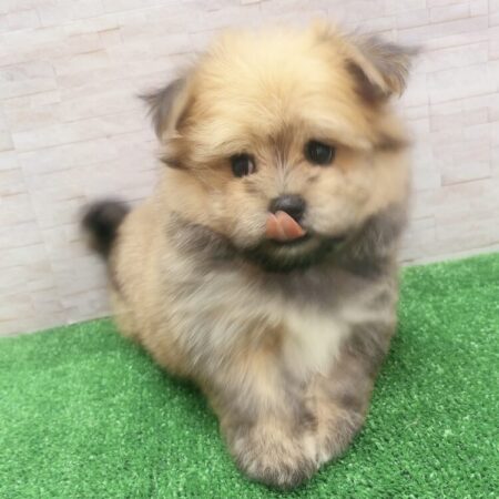 ミックス