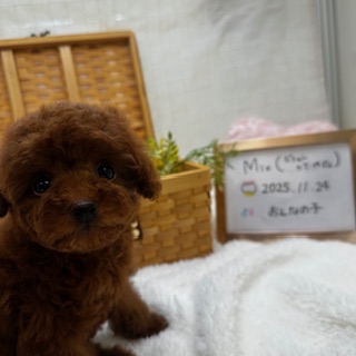 MIX（父ビションフリーゼ×母トイプードル）