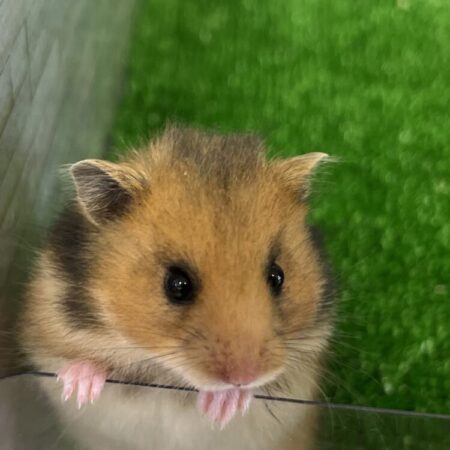 長毛ハムスター