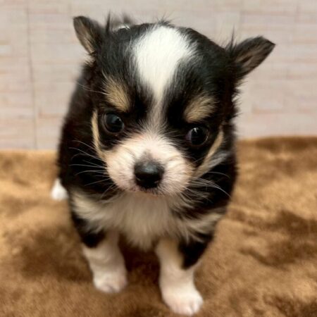 父：チワワ　母：パピヨン