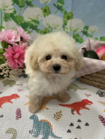 トイ・プードル