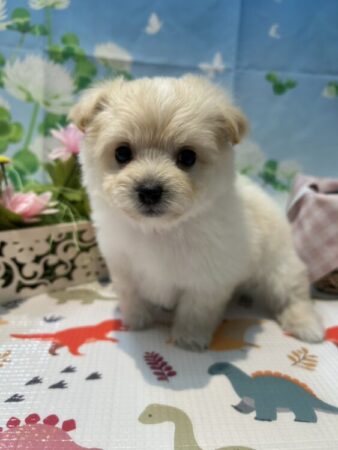 父：ビション・フリーゼ　母：ポメラニアン