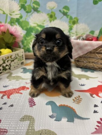 父：チワワ　母：ミニチュアダックスフンド