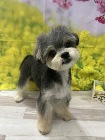 父：チワワ　母：マルチーズ