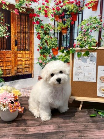 ビションフリーゼ
