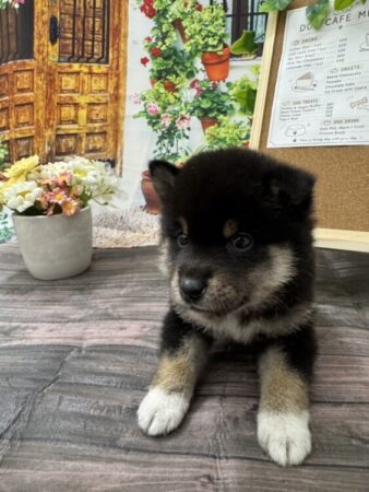 柴犬