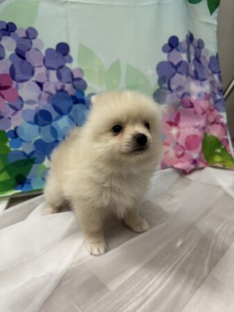 ポメラニアン