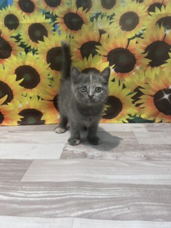 ブリティッシュ