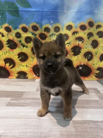 柴犬