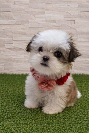 マルチーズ×シーズー