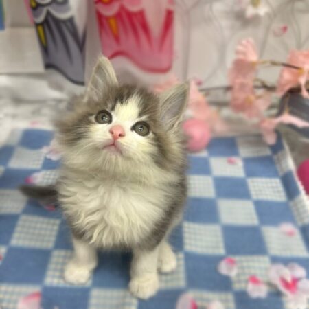 ノルウェージャンフォレストキャット