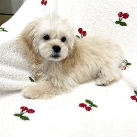 父ペキニーズ×母トイプードル