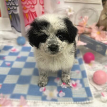 ポメラニアン×イングリッシュ・コッカー・スパニエル