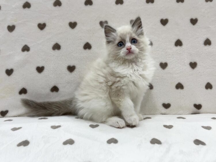 96ネコゴルファー 　TYPE R PLUS ベクター 60S HC付 96ネコゴルファー 様専用 TYPE R PLUS ベクター 60S HC付 - メルカリ