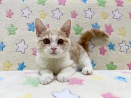 スコティッシュフォールド