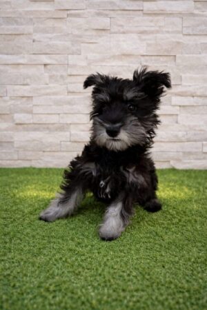 ミニチュアシュナウザー