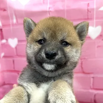 柴犬