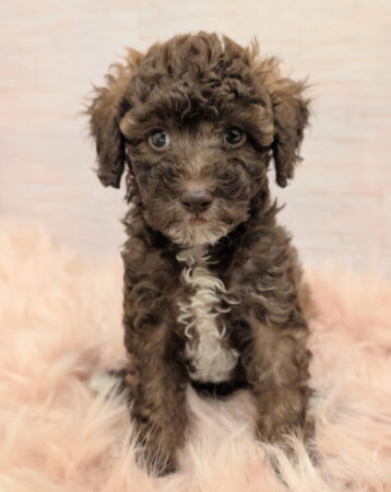 トイ・プードル