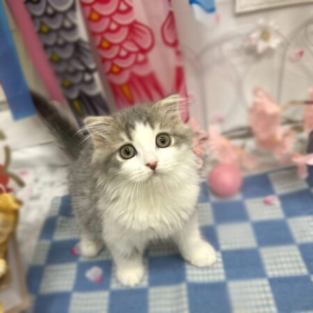 スコティッシュフォールド