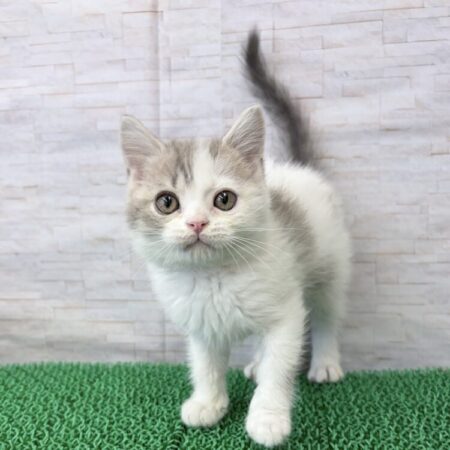 ブリティッシュショートヘアー
