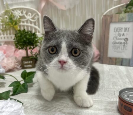 ブリティッシュ