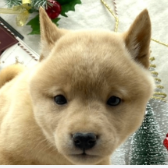 G13012807 柴犬 - ペットショップ ケン & ワン G13012807 柴犬 - ペットショップ ケン & ワン