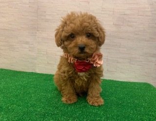 トイ・プードル