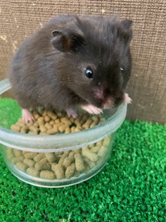 長毛ハムスター